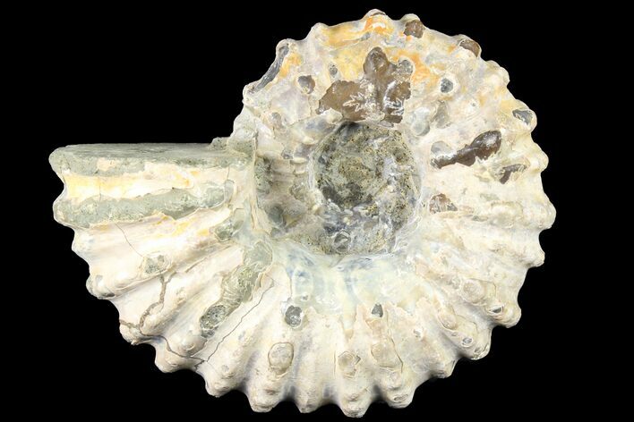 Bumpy Douvilleiceras Ammonite - Madagascar #79119